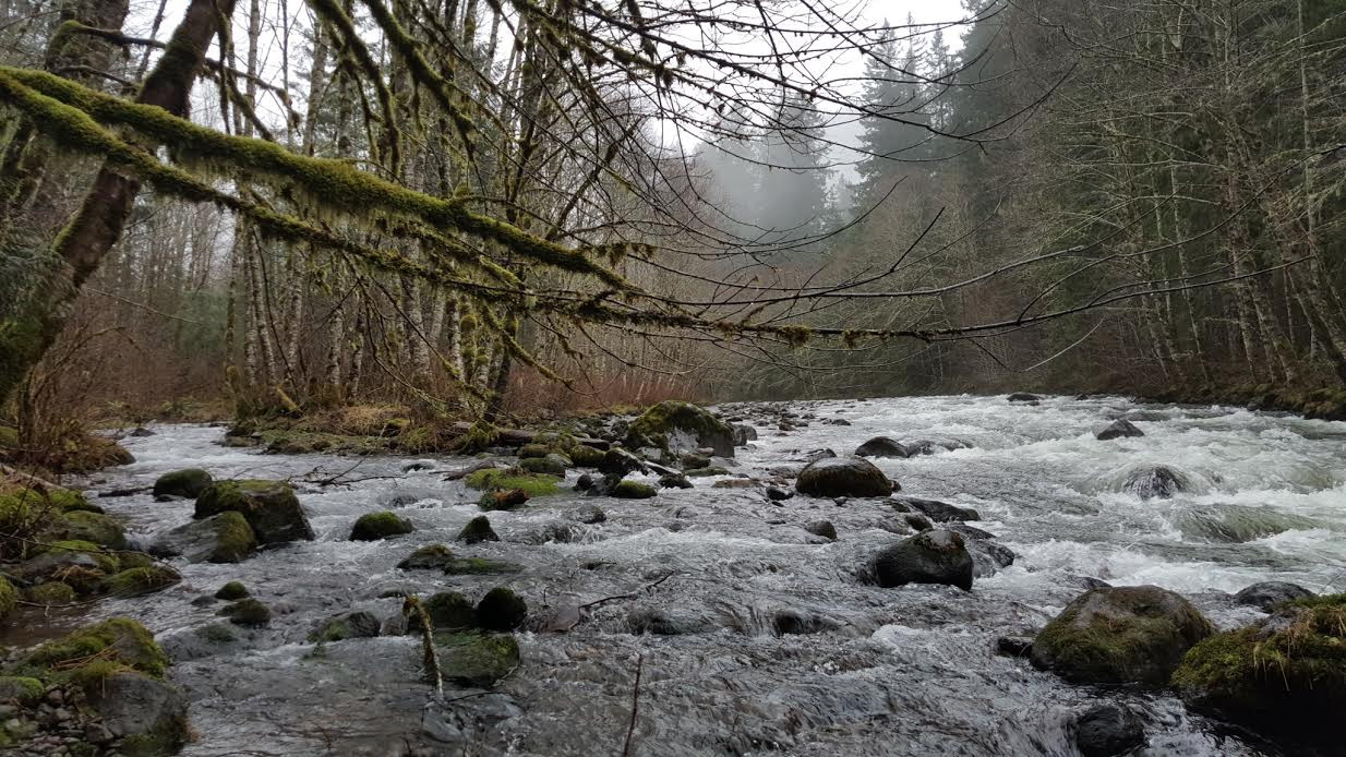 Zigzag River Native Fish Society